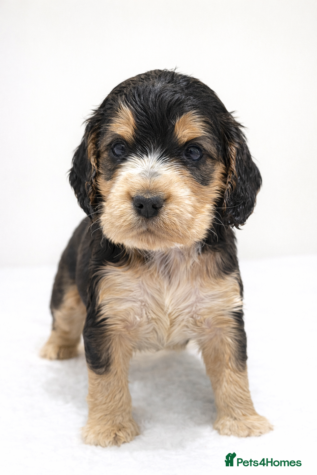 Cocker Spaniel dogs ❤️ FULLY DNA CLEAR KC SHOW COCKER SPANIELS ❤️ - Advert 4