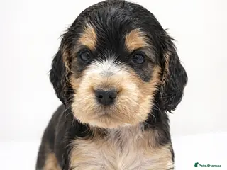 Cocker Spaniel dogs ❤️ FULLY DNA CLEAR KC SHOW COCKER SPANIELS ❤️ - Advert 4