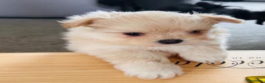 Maltipom 2