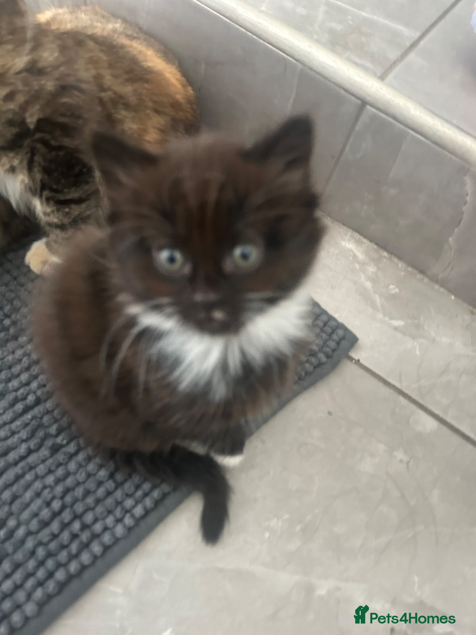 Domestic Shorthair cats Female kittens  - Advert 6