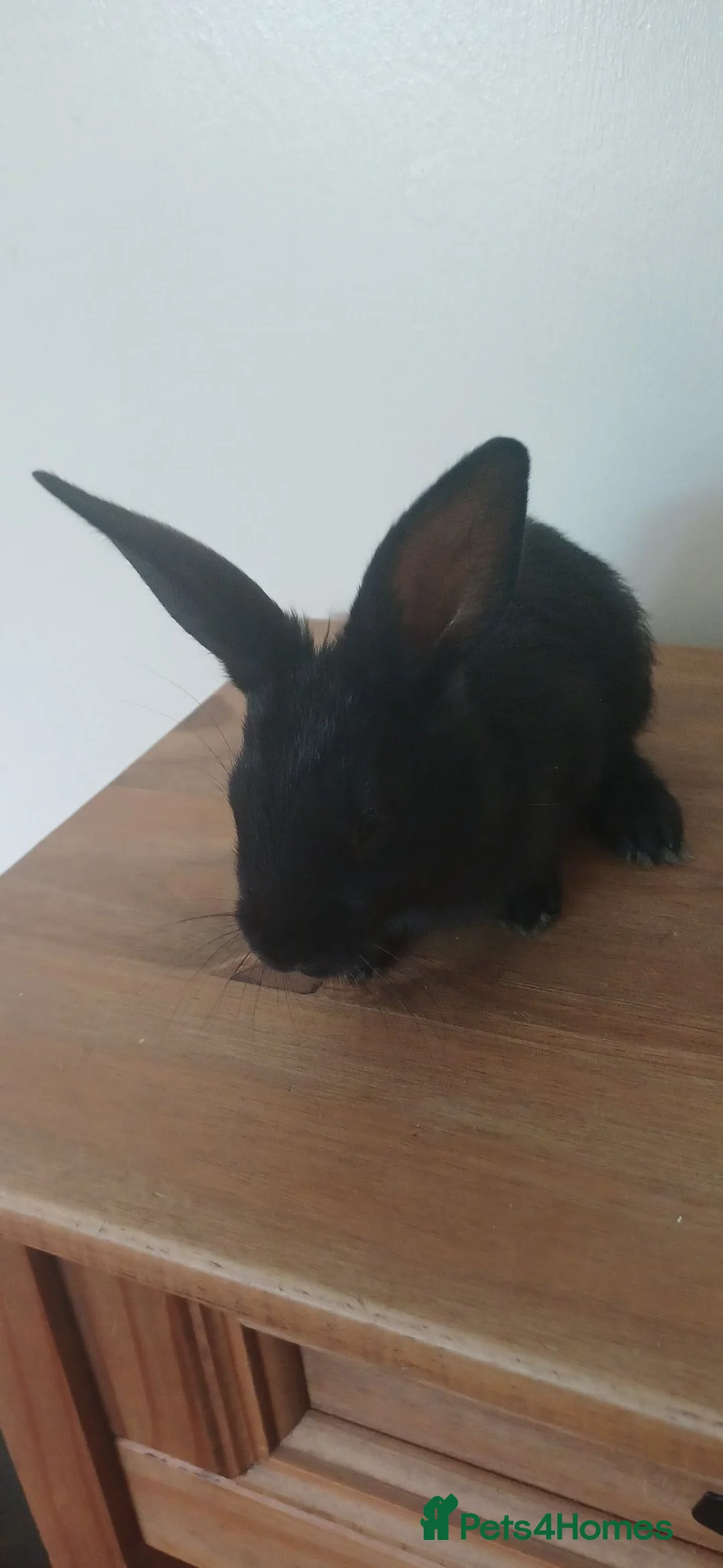 Mixed Breed rabbits for sale: Baby rabbits ready now. Born 15th June - Advert 2