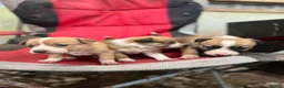 Border Collie dogs for sale: WSD PUPS LOOKING FOR LOVING HOMES - Advert 3