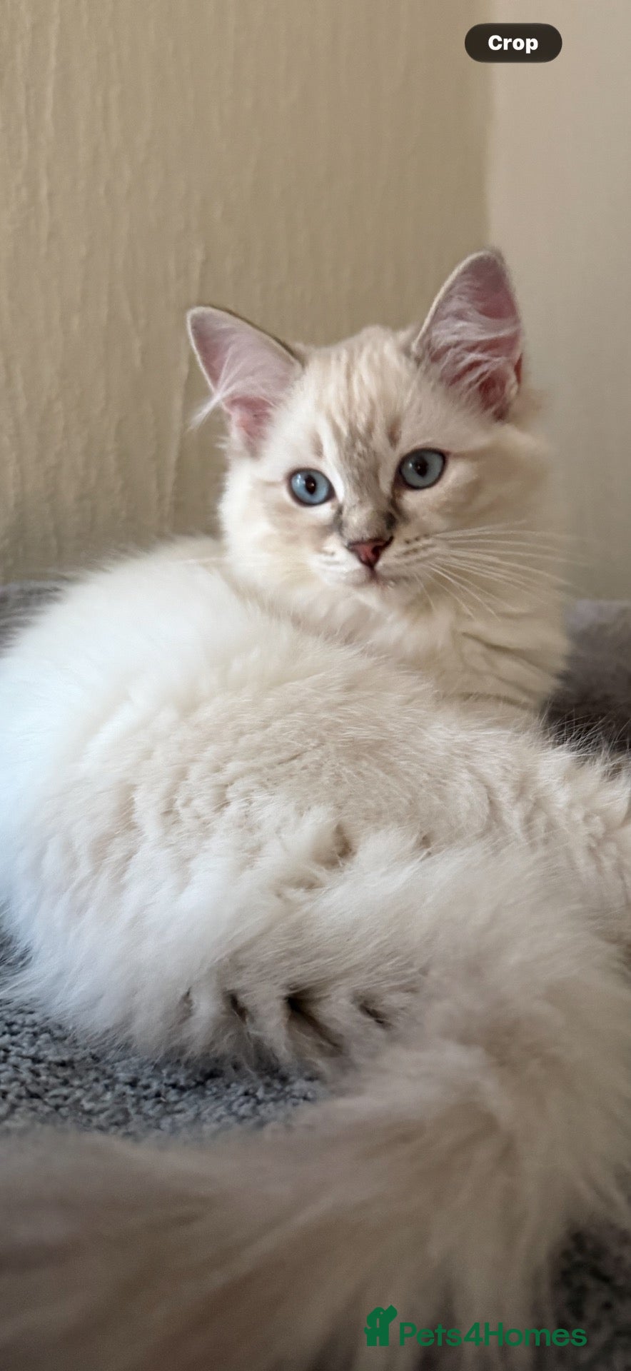 Ragdoll cats 2 TABBY GIRLS ARE AVAILABLE!! Ragdoll for sale !  - Advert 1