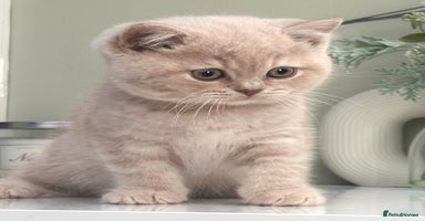 British Shorthair cats - Advert 8