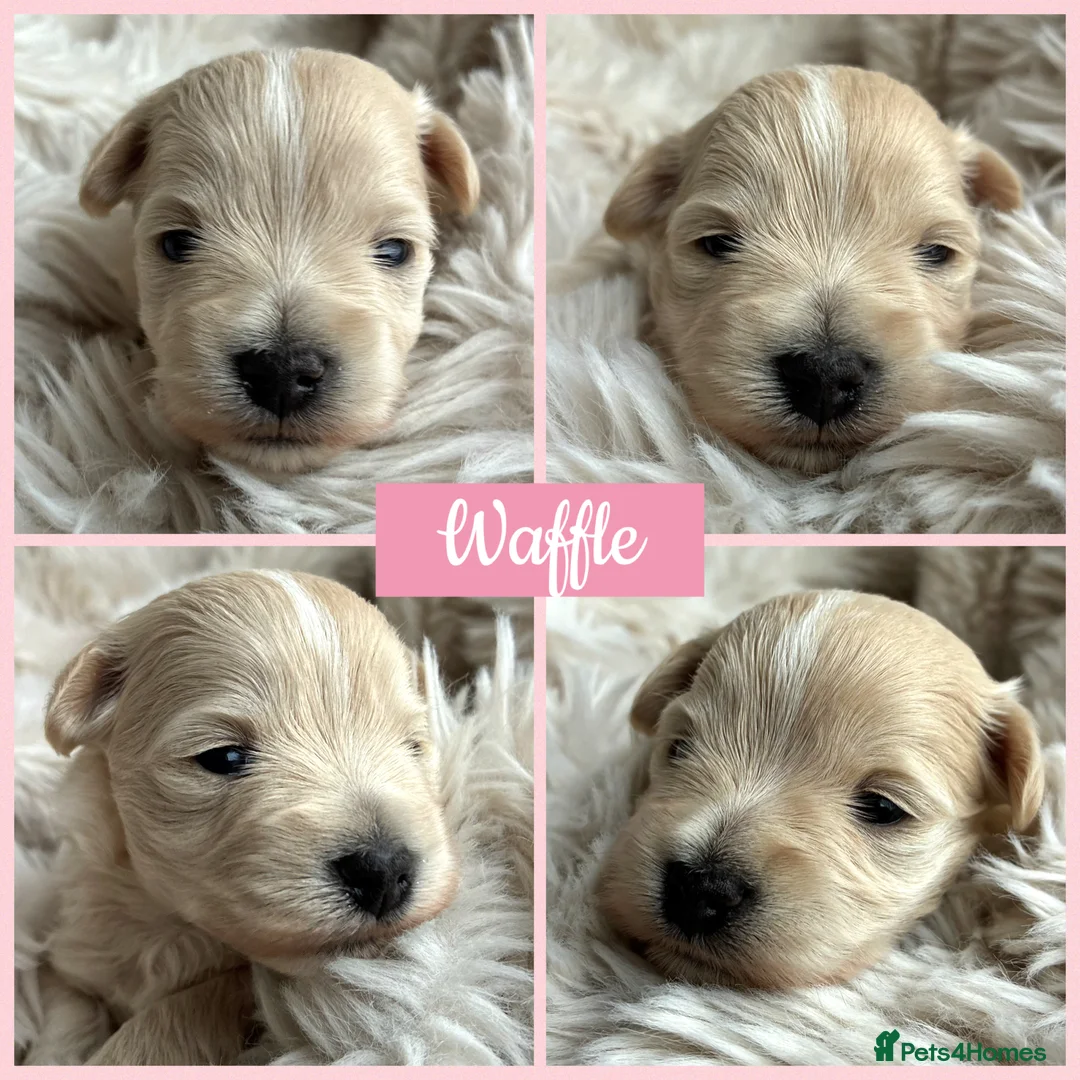 Miniature Schnauzer dogs for sale: 1 CHOC GIRL - KC TOY/MINI SCHNAUZER MAC/BVA CLEAR - Advert 14