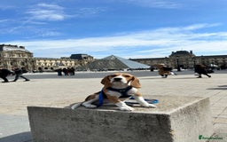 Beagle dogs for stud: Description  - Image 6