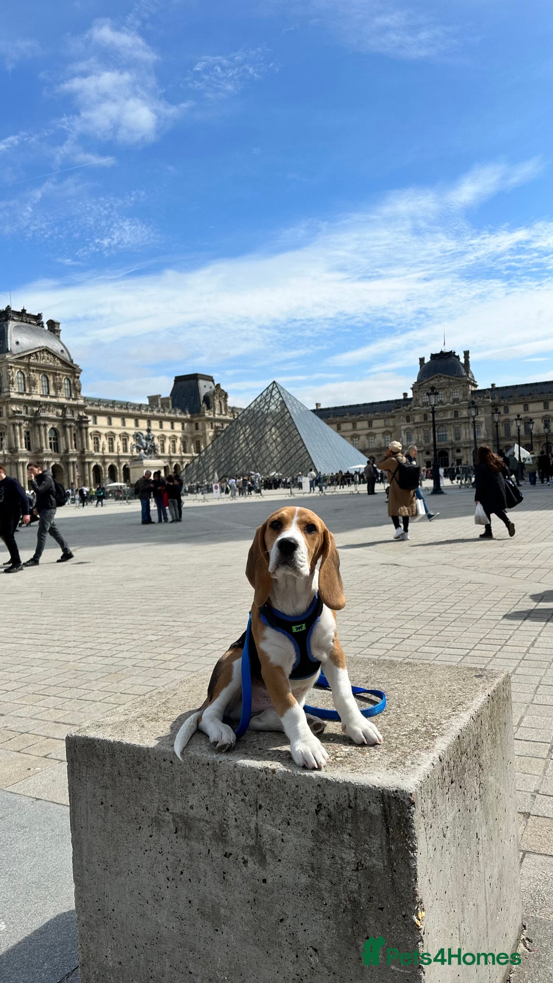 Beagle dogs for stud: Description  - Image 6