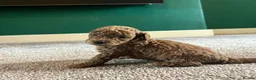 Cockapoo dogs for sale: F1B Toy Cockapoos - Advert 18