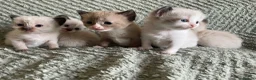 Mixed Breed cats for sale: Adorable fluffy ragdoll x kittens in Okehampton - Advert 1