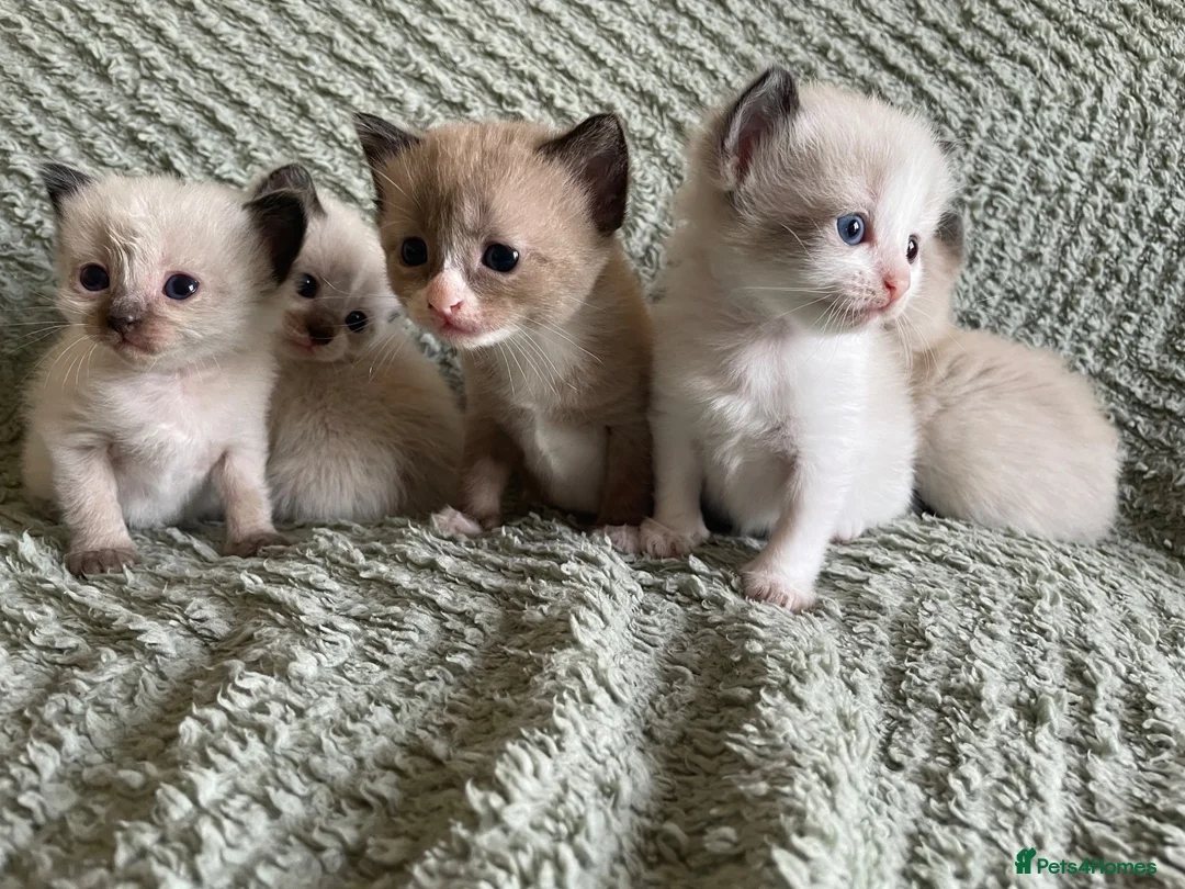 Mixed Breed cats for sale: Adorable fluffy ragdoll x kittens in Okehampton - Advert 1