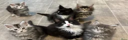 Maine Coon cats for sale: AMAZING TICA MAINE COON KITTENS  - Advert 4