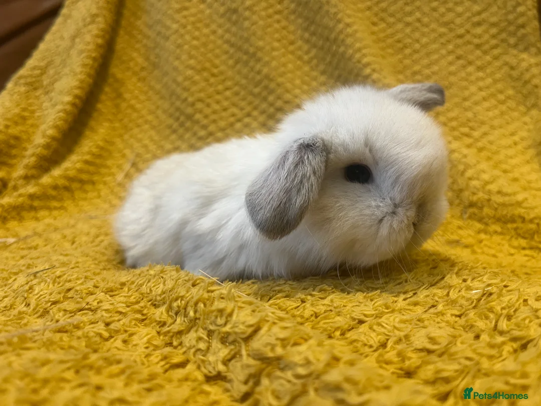 Mini Lop rabbits for sale: Mini lops  and mini double maned lionheads  - Advert 23
