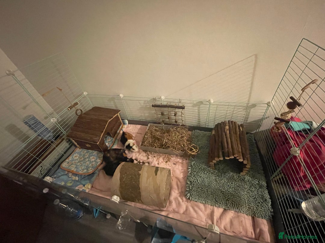 Guinea Pig rodents for sale: 3 male guinea pigs 8 months with everything includ - Advert 10