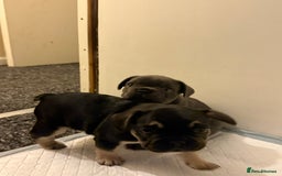 French Bulldog dogs for sale: Beautiful French Bulldog Puppies  - Image 3