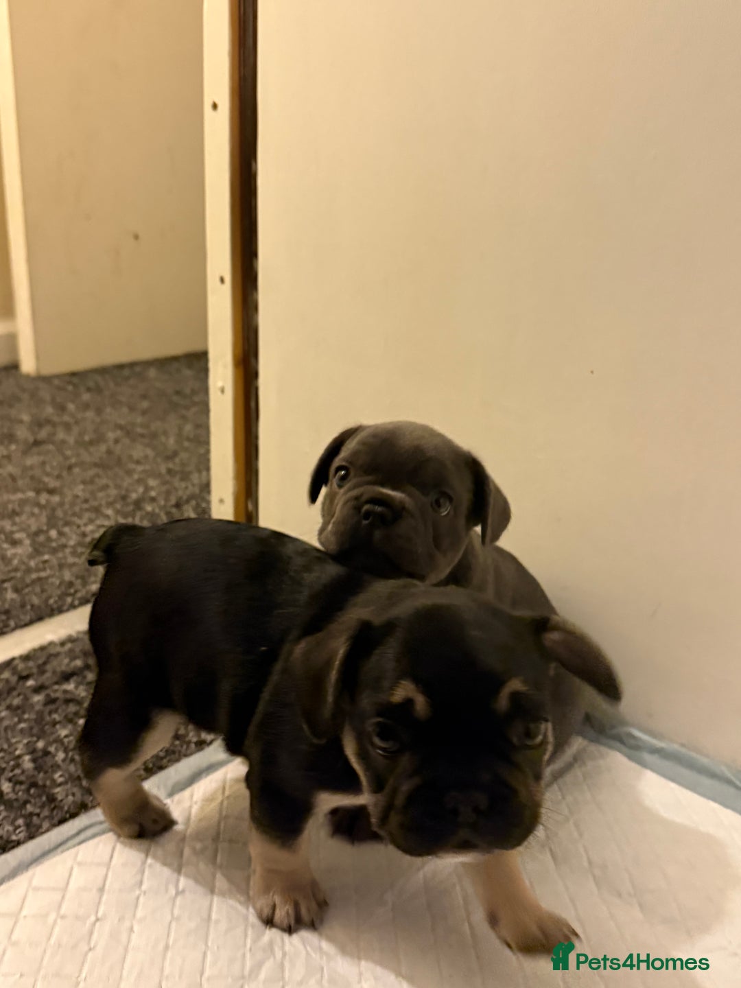 French Bulldog dogs for sale: Beautiful French Bulldog Puppies  - Image 3