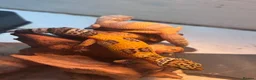 Leopard Gecko reptiles for sale: Baby leopard geckos in Leighton Buzzard - Advert 1