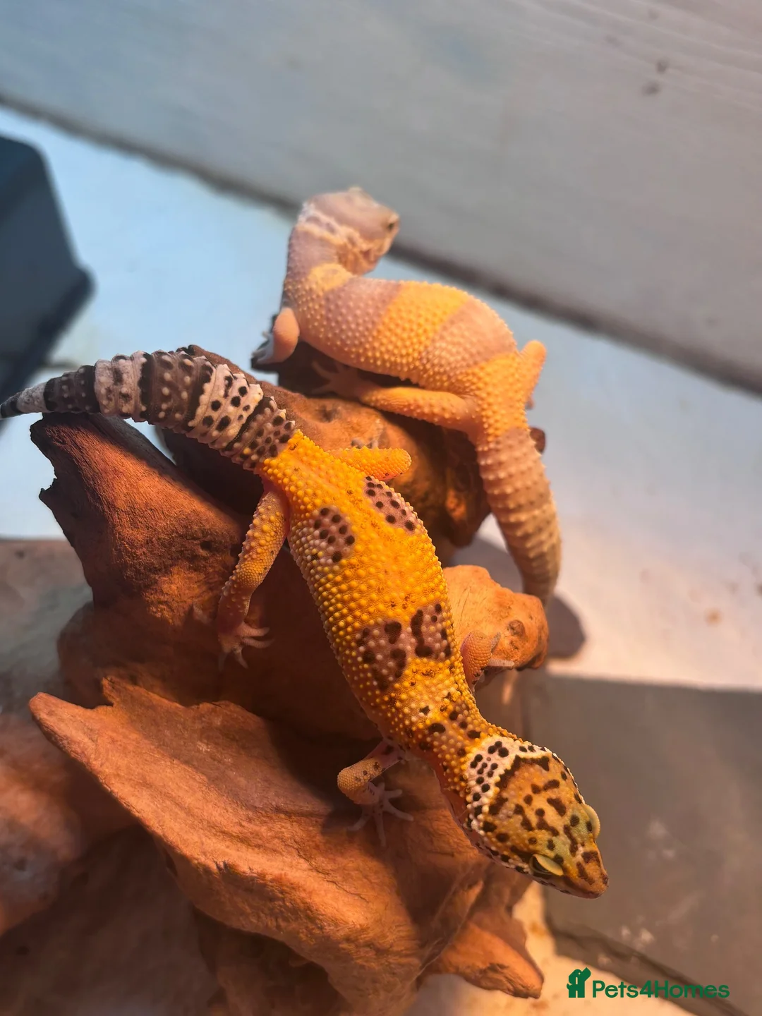 Leopard Gecko reptiles for sale: Baby leopard geckos in Leighton Buzzard - Advert 1