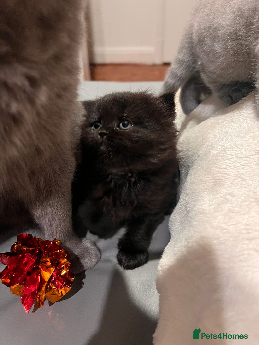 British Shorthair cats for sale: Multi-colour GCCF British Shorthair kittens  - Advert 2