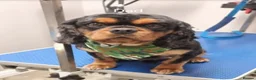 Cavalier King Charles Spaniel dogs for sale: READY NOW KC reg old type cavs REDUCED  - Advert 9