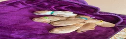 Cockapoo dogs for sale: Cockapoos  - Advert 15