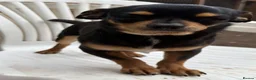 Chihuahua dogs for sale: Chihuahua puppies for sale - Advert 17