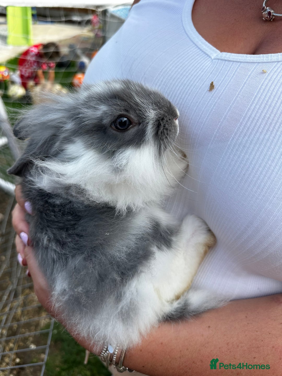 Lionhead rabbits for sale: Baby lion head rabbits for sale - Image 15