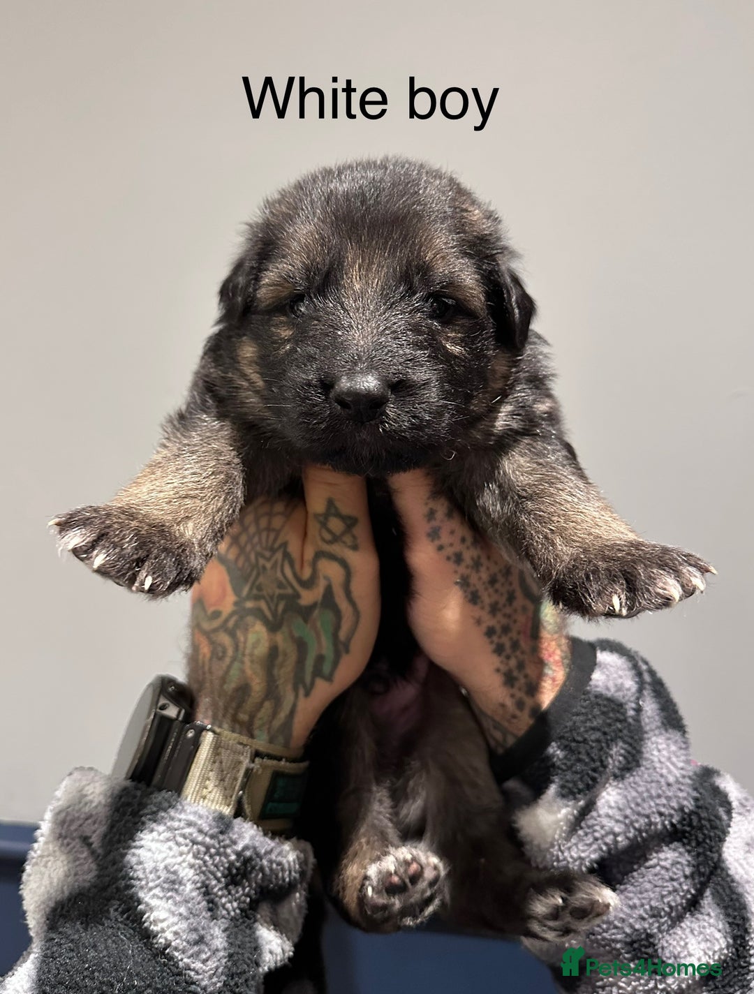 German Shepherd dogs for sale: Beautiful purebred German shepherd puppies - Image 12