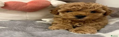Maltipoo 4