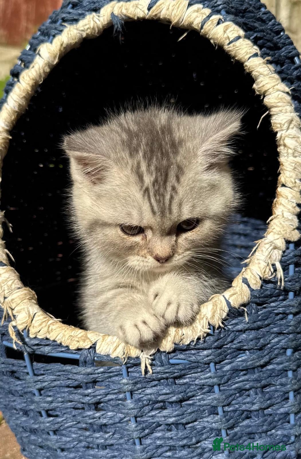 British Shorthair cats GCCF British Shorthair Silver Tipped Kittens - Advert 2