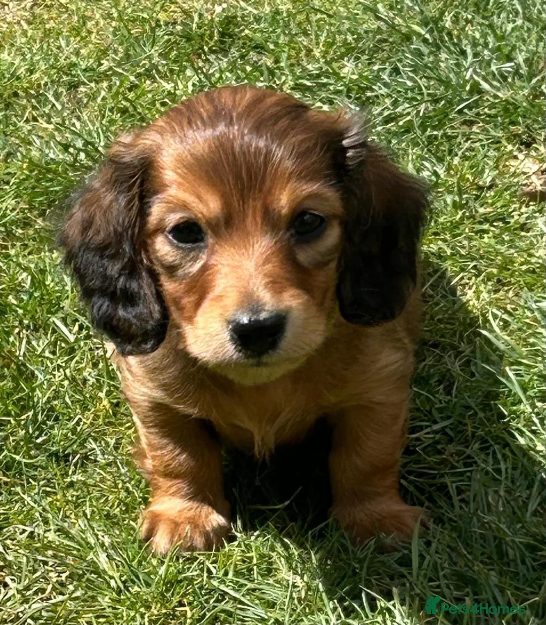 Miniature Dachshund dogs for sale: Mini Long Haired Daschund 2 girls left - Advert 1