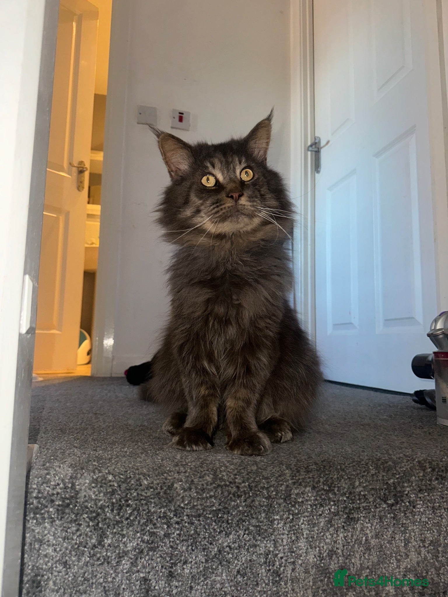 Maine Coon cats MAINE COON STUD BOY - Advert 14