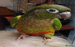 Conures birds for sale: Conures handreared Conures Green Cheeks  - Image 13