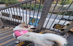 Akita dogs for sale: Sweet Akita Girl - Image 6