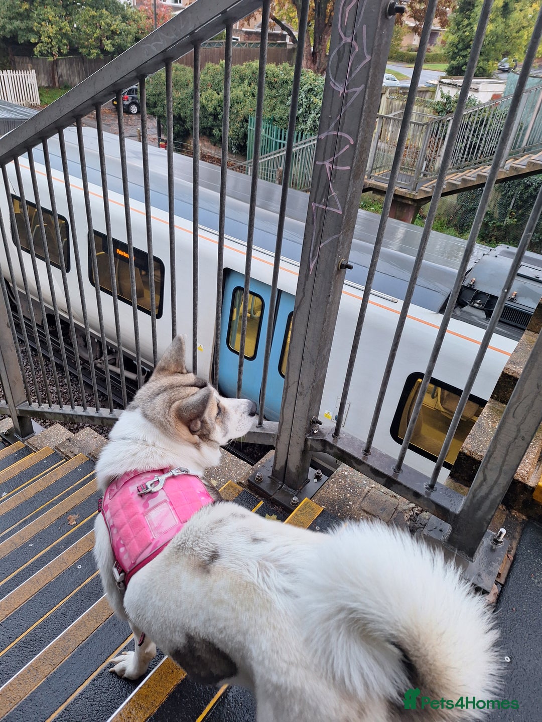 Akita dogs for sale: Sweet Akita Girl - Image 6