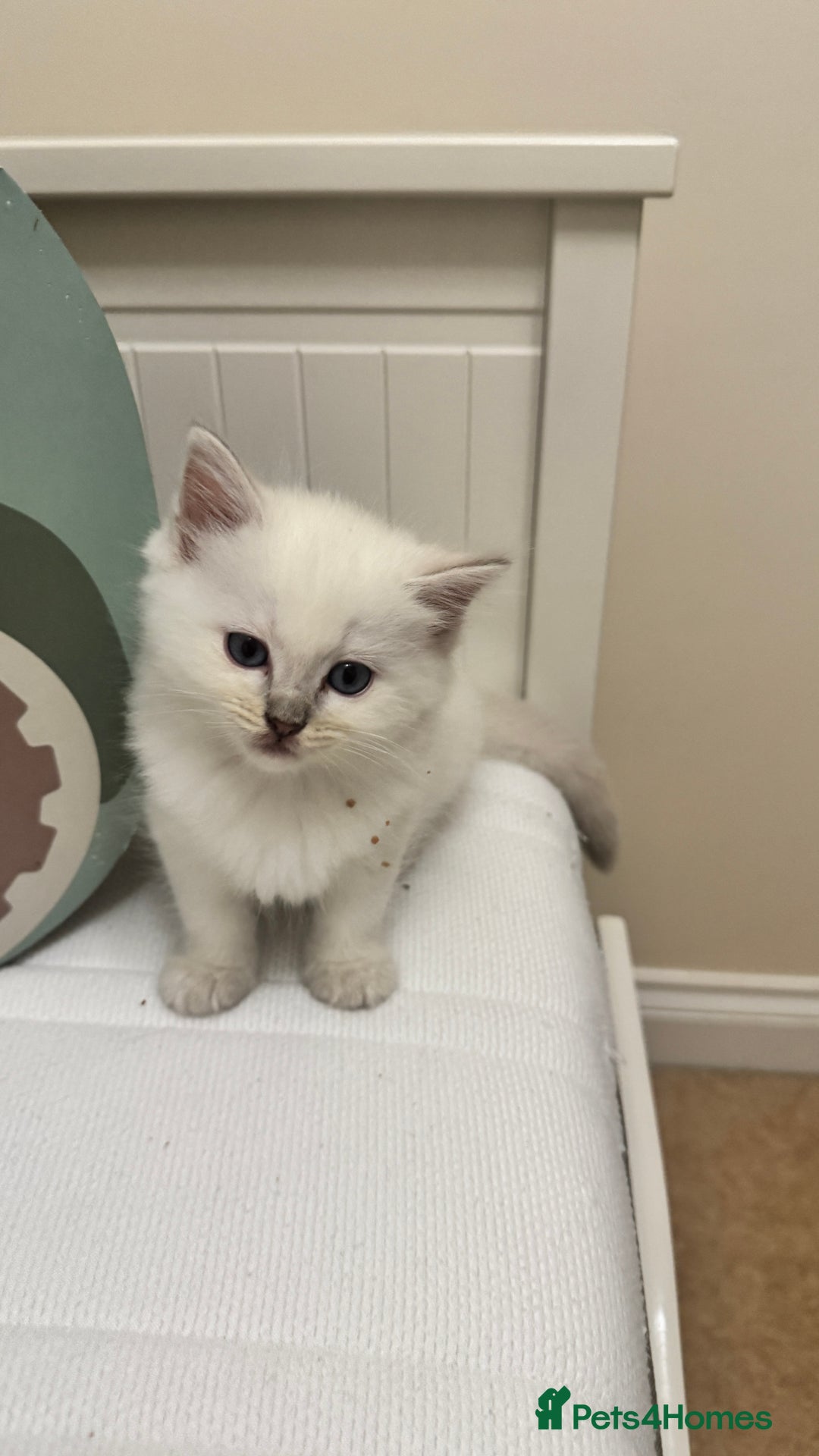 Ragdoll cats for sale: GCCF reg , Rare and milky white Lilac kittens  - Advert 26