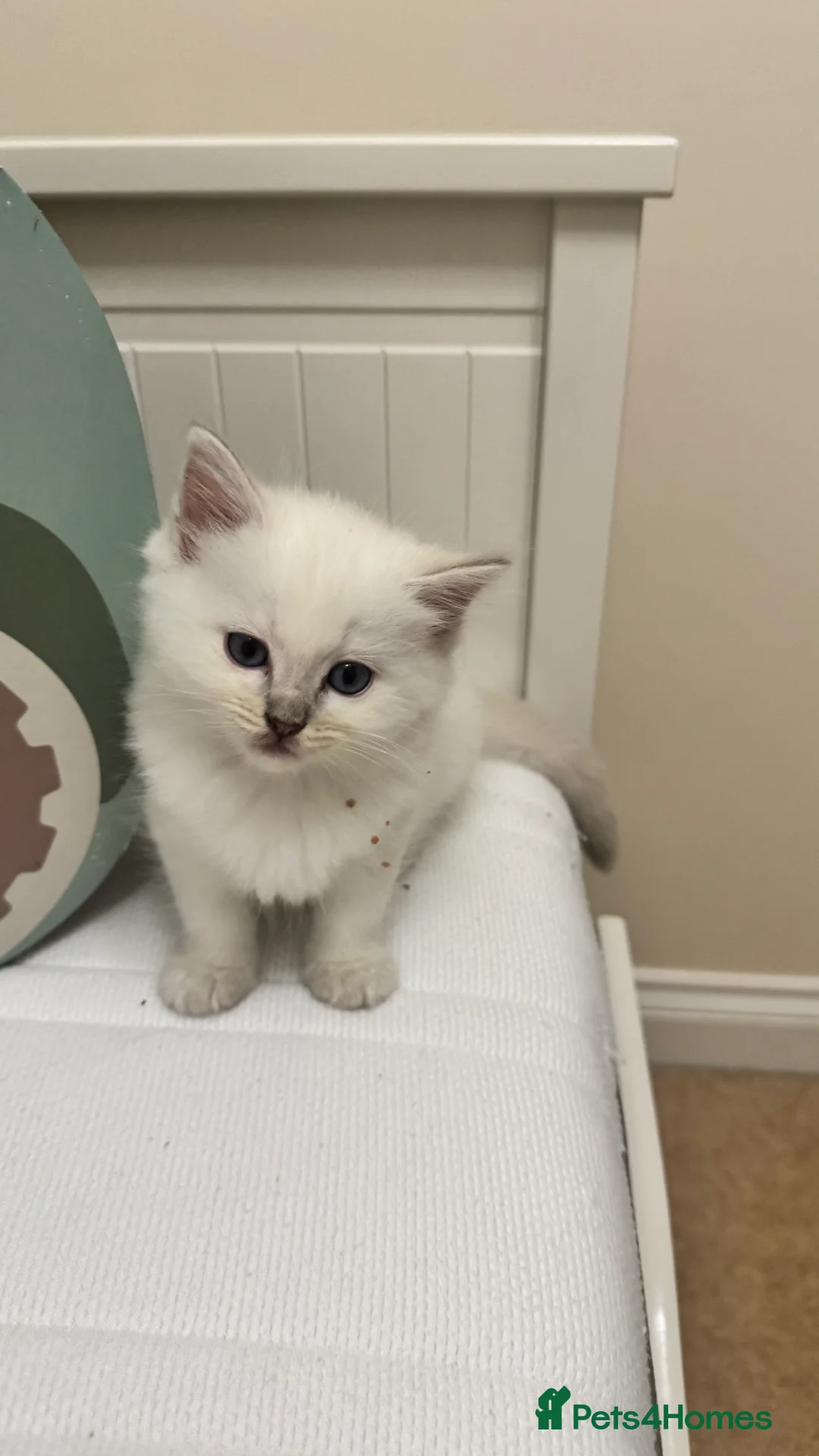 Ragdoll cats for sale: GCCF reg , Rare and icy  white Lilac kittens  - Advert 26