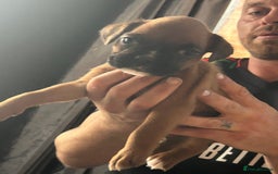Boxer dogs for sale: Boxer puppy’s  - Image 9