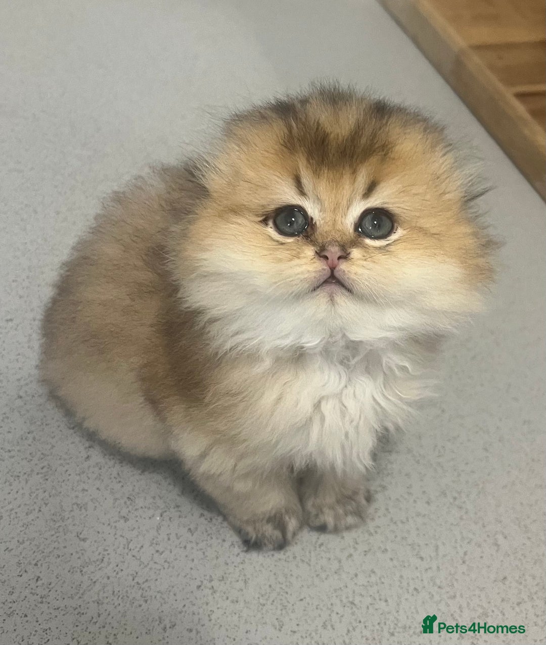 Scottish Fold cats for sale: Pedigree cutest SFLH kittens   - Advert 18