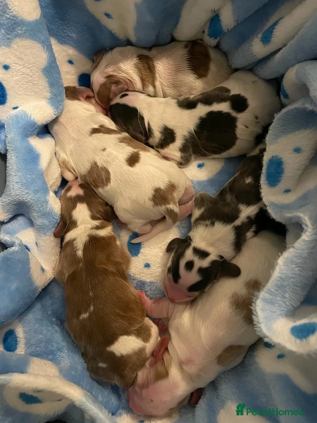 Cocker Spaniel dogs for stud: KC Reg Show Cocker Spaniel- Extensively DNA tested in Warrington - Advert 36