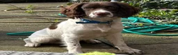 English Springer Spaniel dogs for sale: Genuine reason for sale Male ESS  in Wolverhampton - Advert 5
