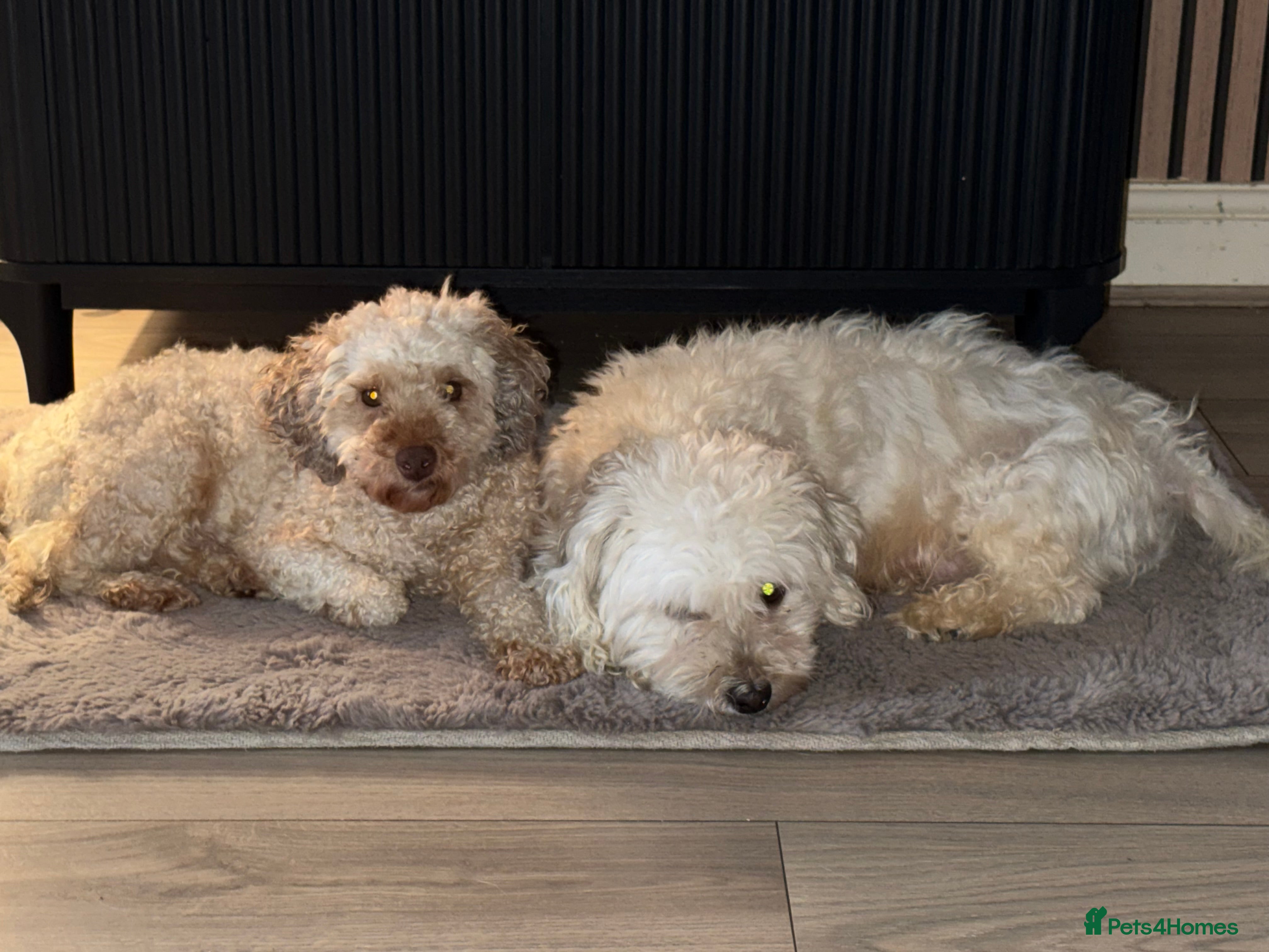 Maltipoo dogs Malitpoo pup available 11week  - Advert 7