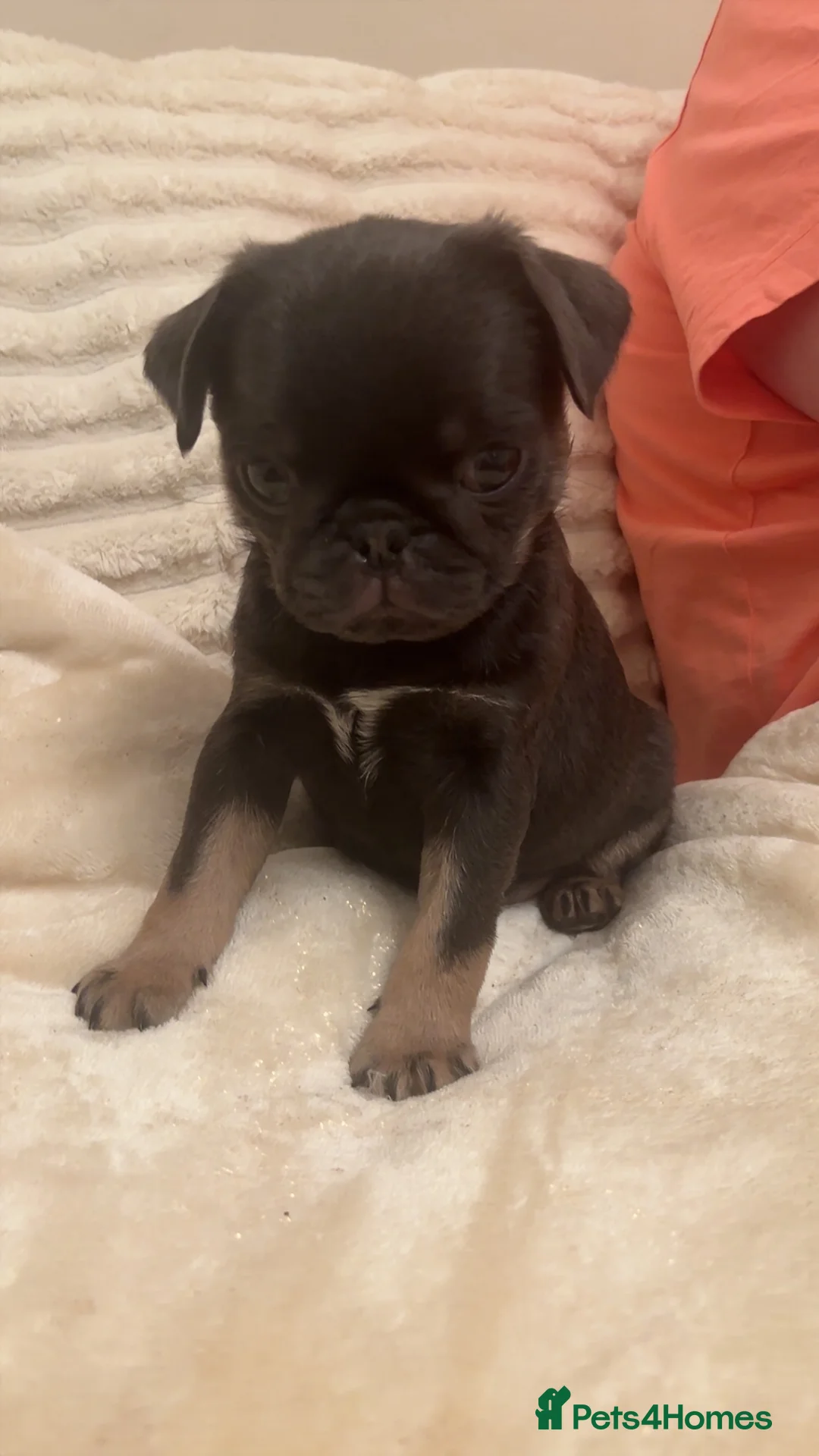 Pug dogs for sale: 1 blue tan girl  - Advert 5