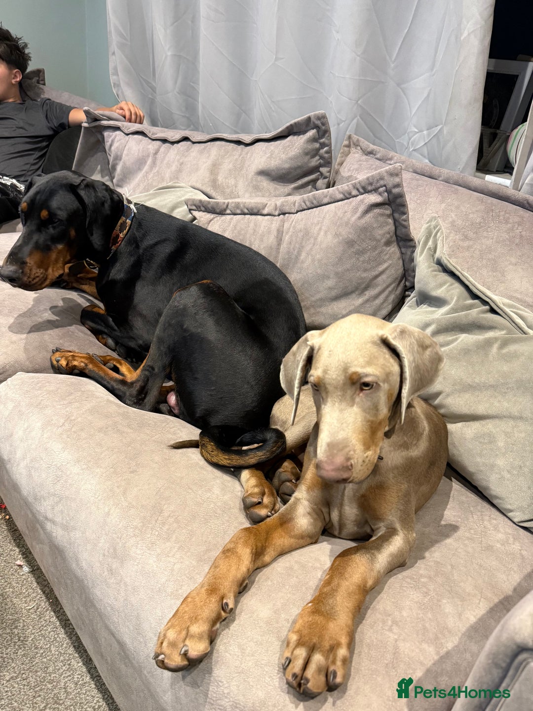 Dobermann dogs for sale: Dobermann puppy 5* licensed breeder  - Image 10