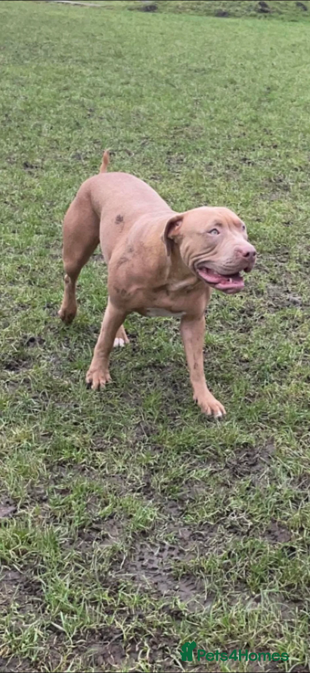 American Bull Staffy dogs for sale: Staffy x bullies - Advert 1