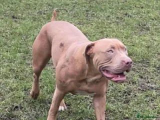 American Bull Staffy dogs Staffy x bullies - Advert 5