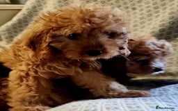Cavapoo dogs for sale: Toy Cavapoo Puppies Looking for Forever Homes!! - Image 12
