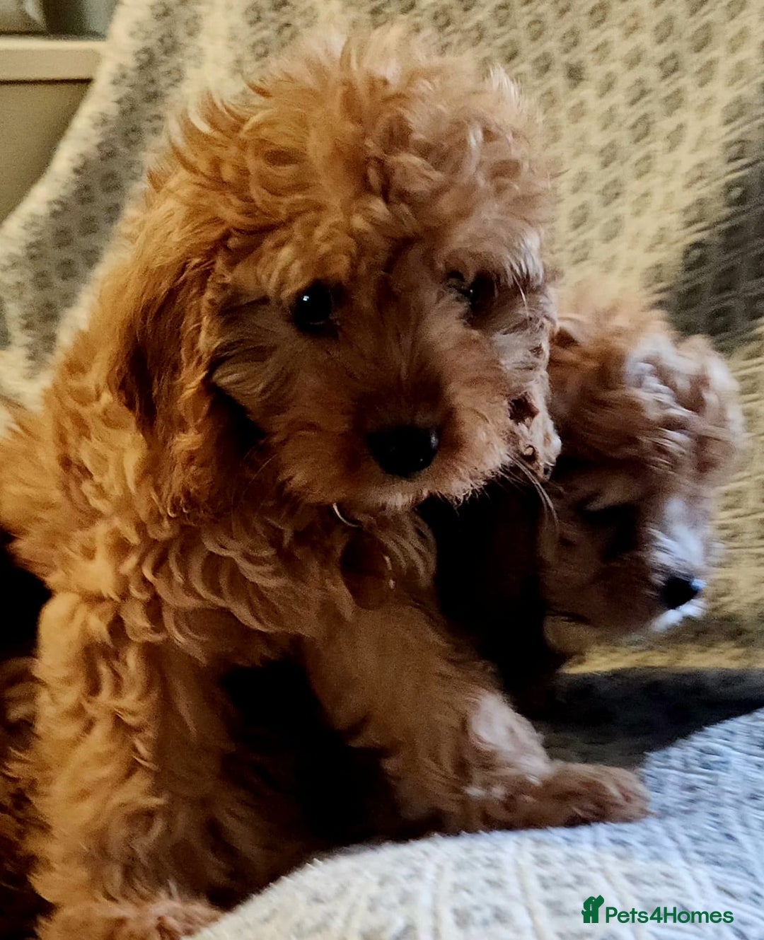 Cavapoo dogs for sale: Toy Cavapoo Puppies Looking for Forever Homes!! - Image 12