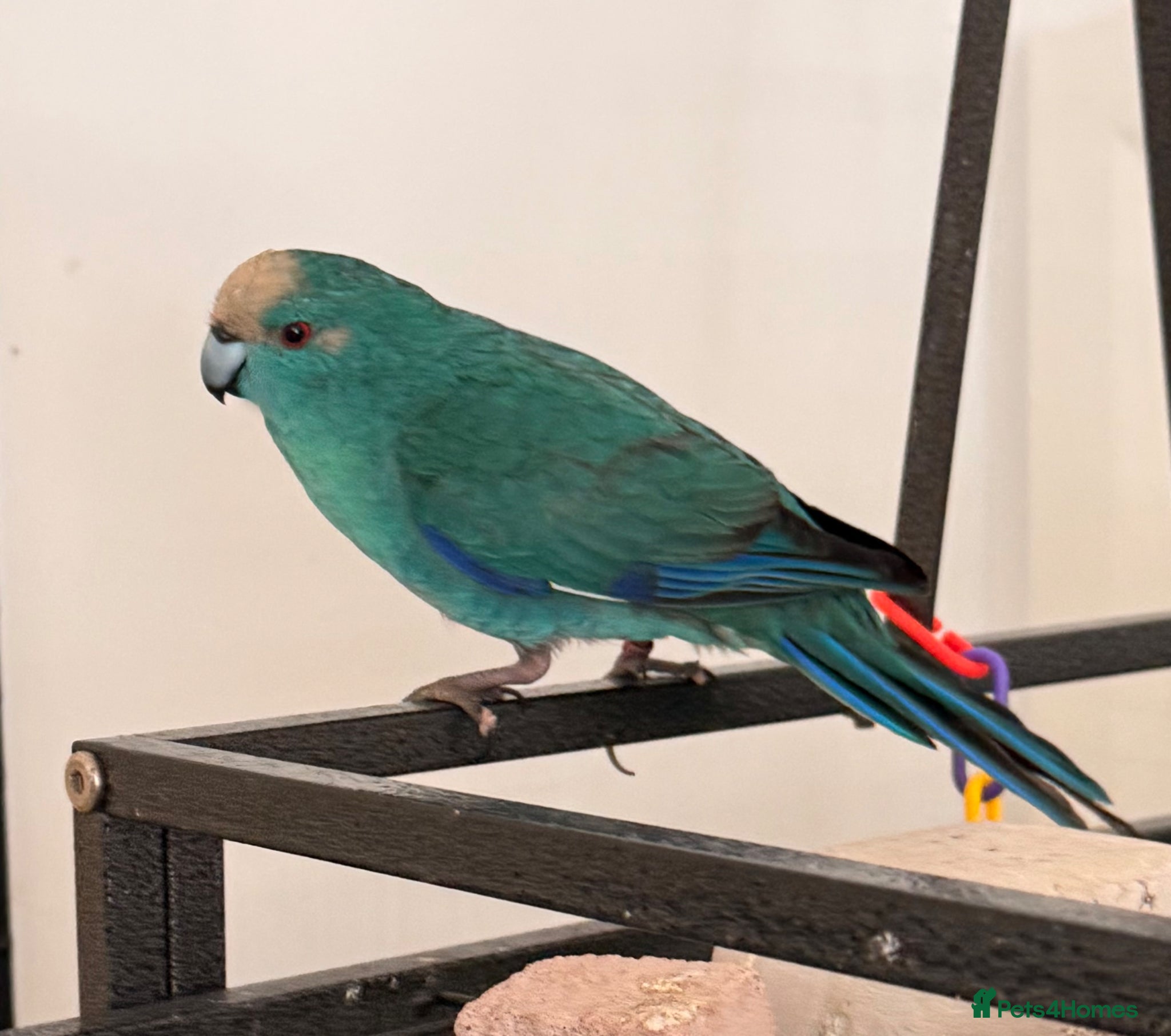 Parrots birds Bonded  kakariki male and female 7 months old i - Advert 1