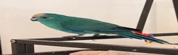 Parrots birds for sale: Bonded  kakariki male and female 7 months old i - Advert 1
