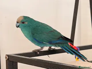 Parrots birds Bonded kakariki male and female 7 months old i - Advert 5